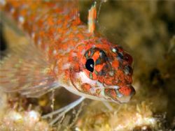 Lizard Triplefin, Sea of Cortez by Kurt Schurenberg 
